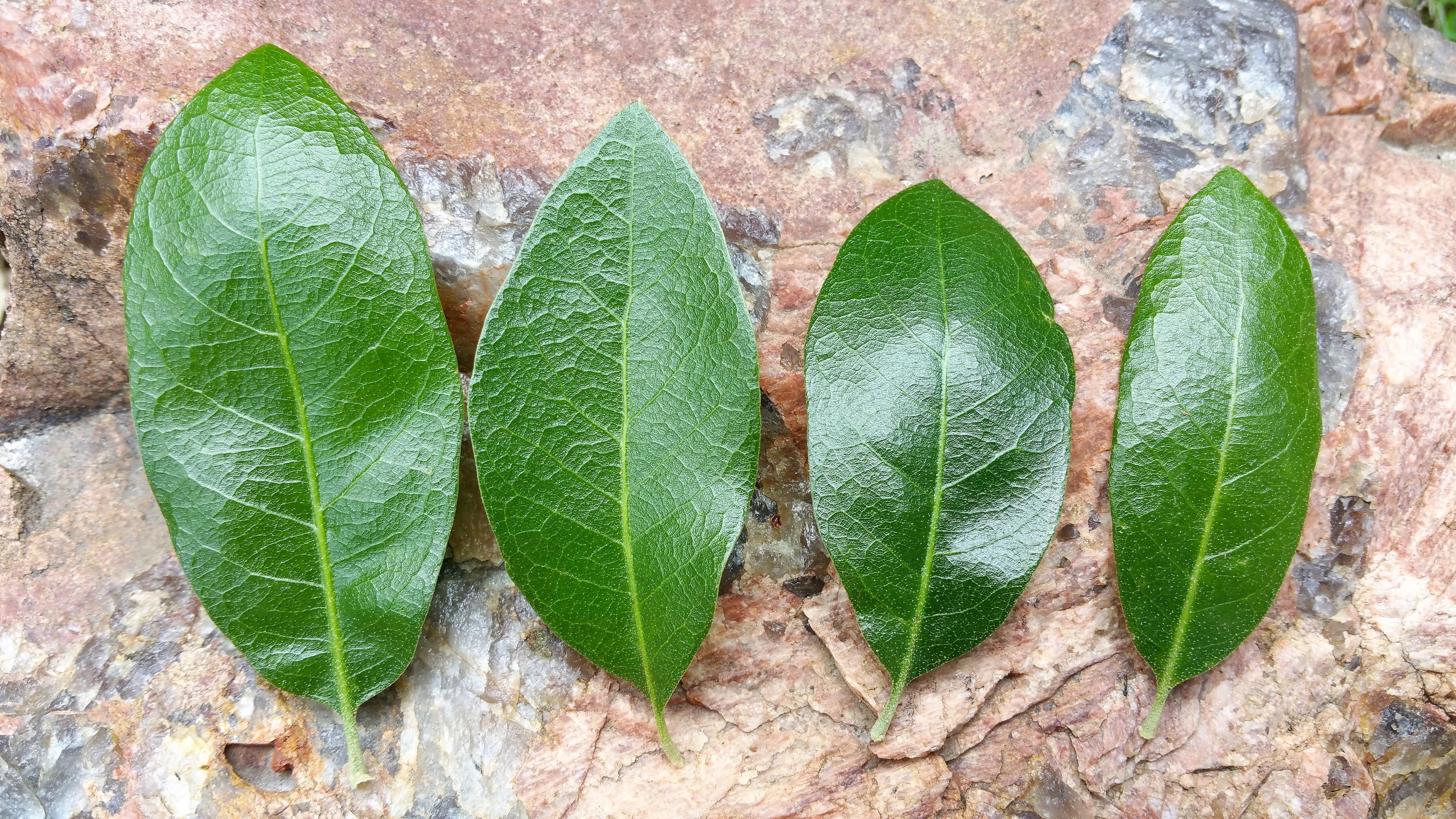 leaf